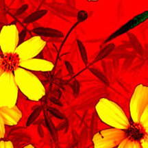 令人舒适的网页端ddos